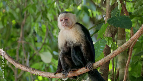 Photography capuchin monkey sits on a vine and looks around at manuel antonio in costa rica