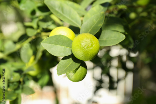 Wallpaper Mural Ripe limes growing on tree branch in garden, closeup Torontodigital.ca