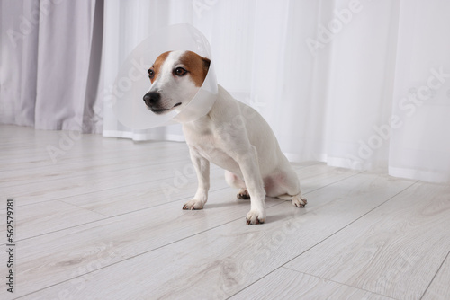 Cute Jack Russell Terrier dog wearing medical plastic collar indoors