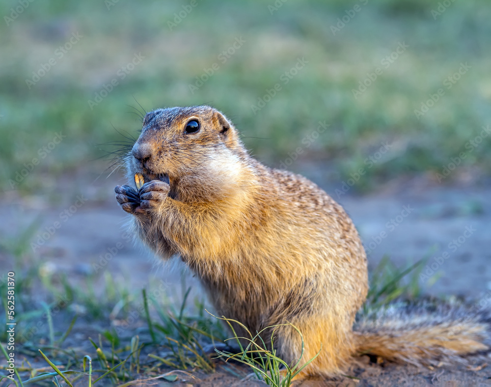 Portrait of a gopher on the grassy lawn. Close-up Portrait of a gopher on the grassy lawn. Close-up