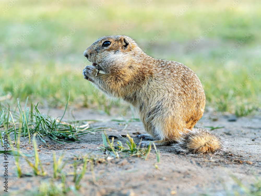 Portrait of a gopher on the grassy lawn. Close-up Portrait of a gopher on the grassy lawn. Close-up