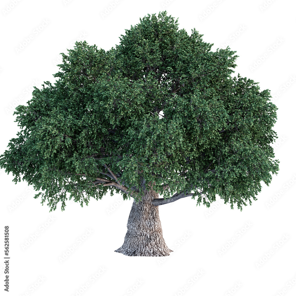 Fototapeta premium Single tree on transparent background, High quality isolated tree