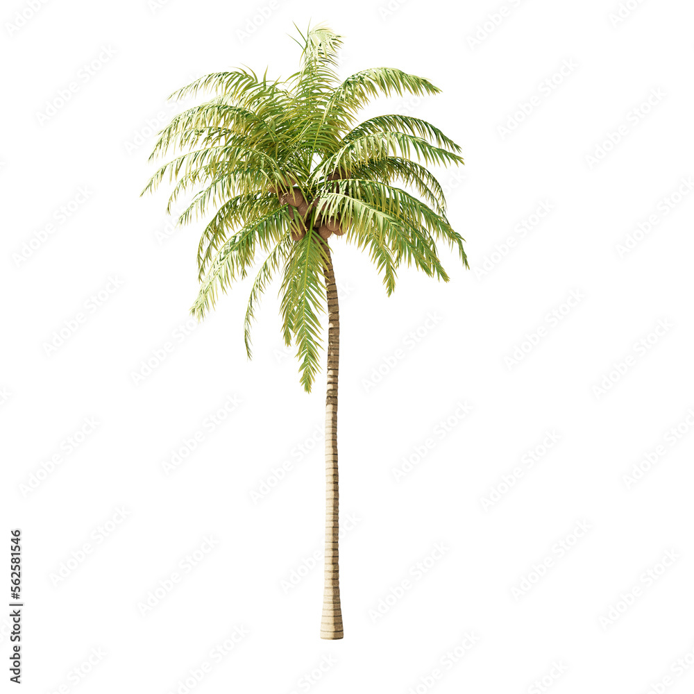 Obraz premium Single tree on transparent background, High quality isolated tree