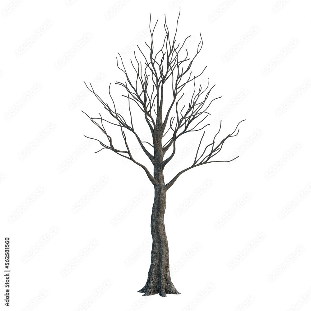 Obraz premium Single tree on transparent background, High quality isolated tree