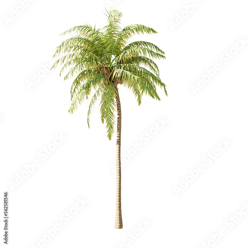 Single tree on transparent background  High quality isolated tree