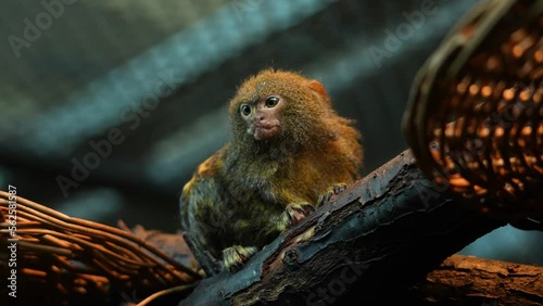 Close up Pygmy marmosets | Tamarin monkey sitting on a branch. The tamarins are squirrel-sized New World monkeys from the family Callitrichidae in the genus Saguinus. photo