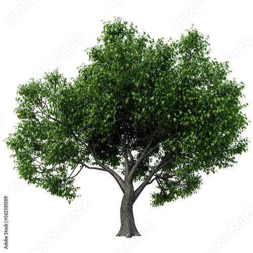 Single tree on transparent background  High quality isolated tree