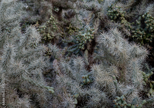 Chain Fruit Cholla Cactus Close Up photo