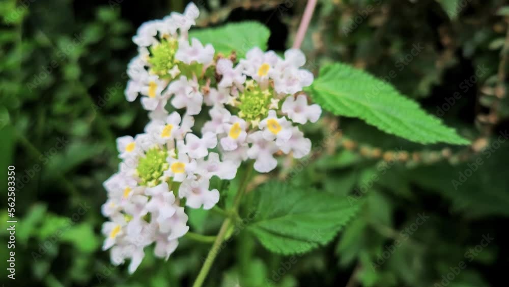 Scene of very small white flowers in vegetation of the atlantic forest with beautiful bright green bushes Scene of very small white flowers in vegetation of the atlantic forest with beautiful bright green bushes