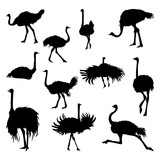 Set of ostrich animal silhouettes of various styles