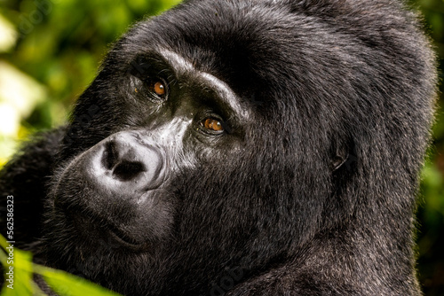 An endangered silverback mountain gorilla in Uganda © Michael