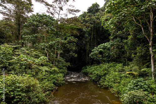 A river flows through Bwindi Impenetrable Forest in Uganda photo