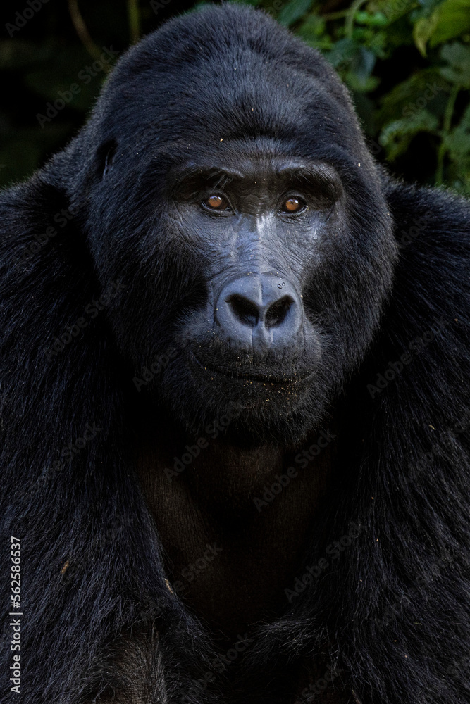 An endangered silverback mountain gorilla in Uganda An endangered silverback mountain gorilla in Uganda