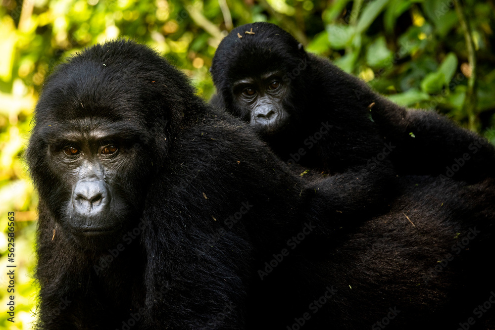 Obraz premium A baby mountain gorilla on his mother's back in Uganda