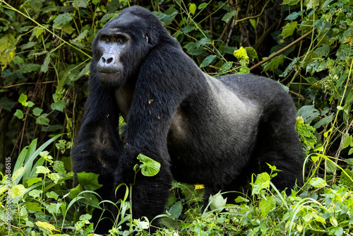 An endangered silverback mountain gorilla in Uganda photo