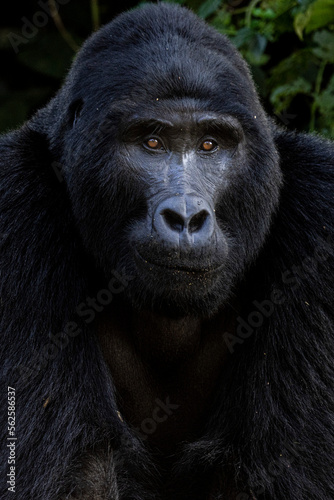An endangered silverback mountain gorilla in Uganda
