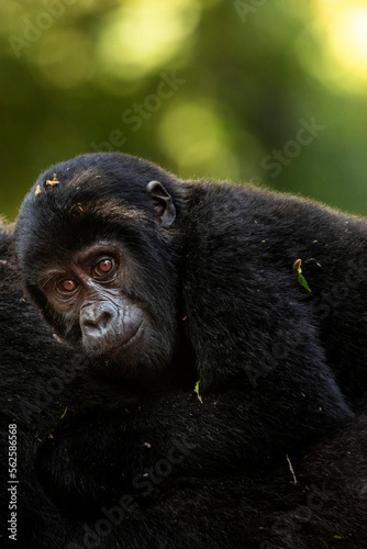 Fototapeta Naklejka Na Ścianę i Meble -  A baby mountain gorilla on his mother's back in Uganda