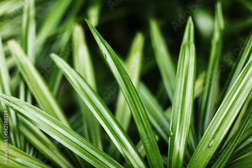 Dark green grass texture blurred background closeup, water drops, grass blades soft focus macro, spring nature, summer season wallpaper, tropical leaves pattern, palm branches, abstract foliage design