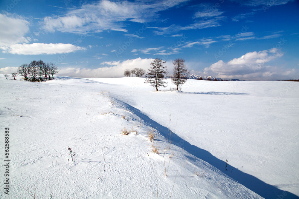 Obraz premium 雪原の並木と知床連山（中標津町）.jpg