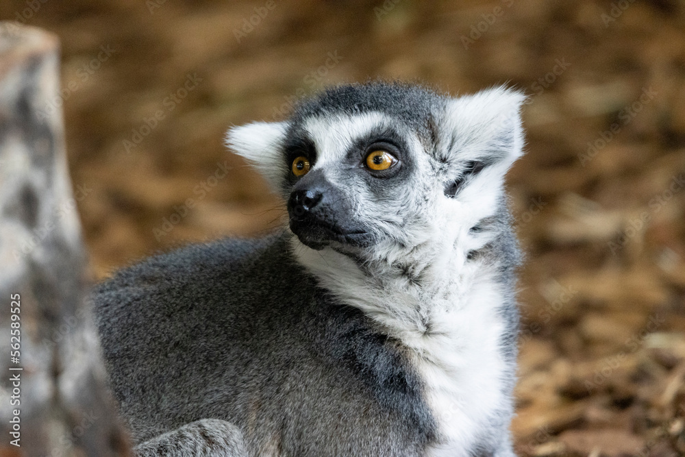 Obraz premium ring lemur