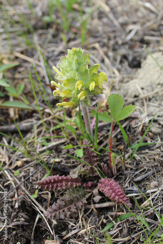 Wood betony blooms at Wayside Woods in Morton Grove 