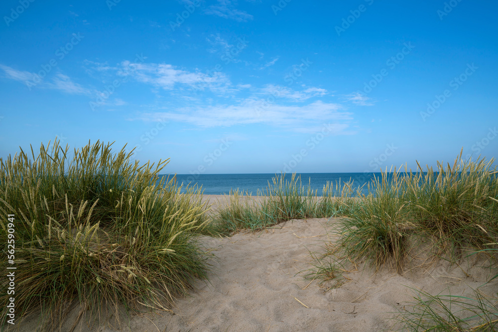 Flowering grass bushes on a sandy beach on the Baltic Sea coast in the village of Yantarny, Kaliningrad region, Russia Flowering grass bushes on a sandy beach on the Baltic Sea coast in the village of Yantarny, Kaliningrad region, Russia
