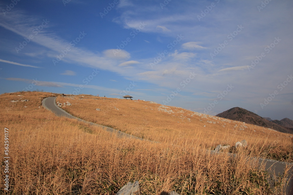 Fototapeta premium 四国カルスト カルスト台地と小麦色の草原