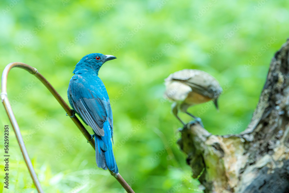 The Asian Fairy-bluebird on a branch