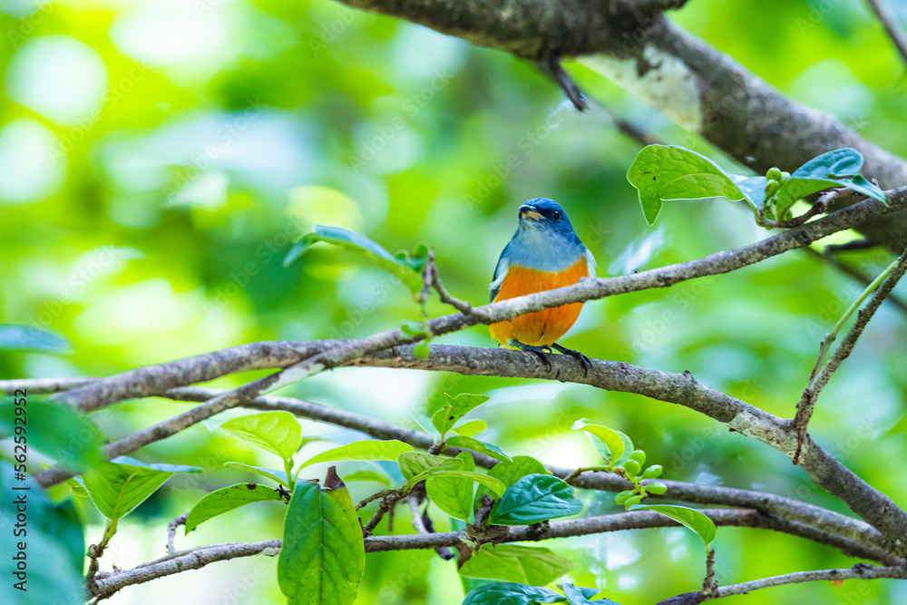The Orange-bellied Flowerpecker on a branch