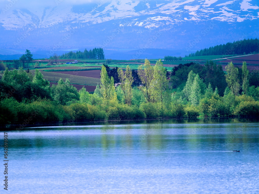 Fototapeta premium 新緑と湖（美瑛町）
