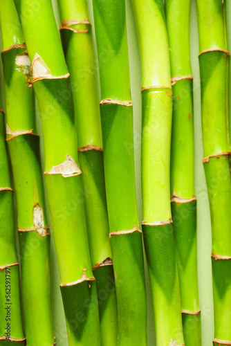 Green bamboo stems as background, closeup