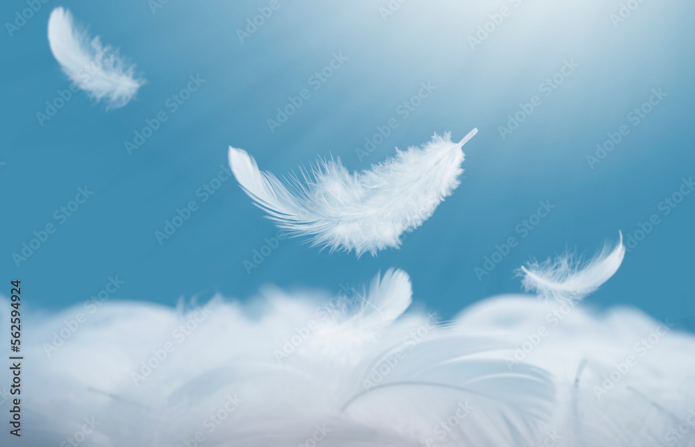 Fluffy white feathers fell on the pile of feathers. Falling swan feather abstract background. Fluffy white feathers fell on the pile of feathers. Falling swan feather abstract background.
