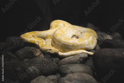 snake on the rocks in the dark
