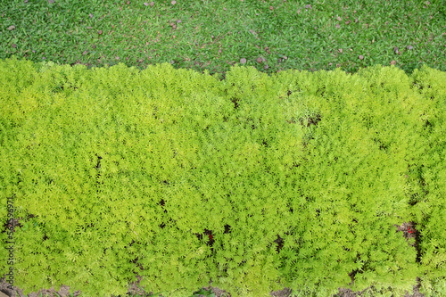 beautiful green leaves texture background, natural background