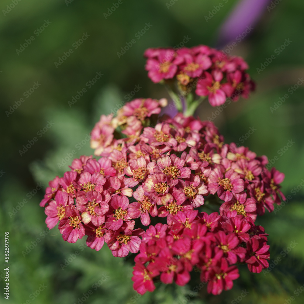 Obraz premium Strawberry Yarrow Macro