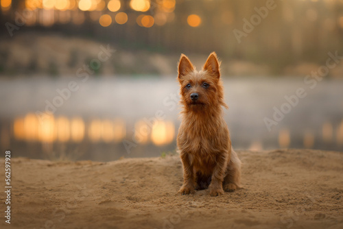 Dog on the sandy beach at dawn. Australian Terrier in nature. Beautiful pet in nature photo