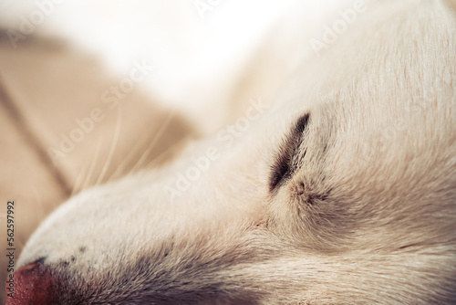Sleeping Dog Face - Macro  photo