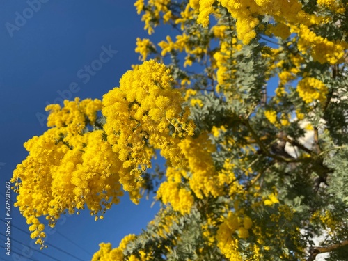 yellow flowers on blue sky background