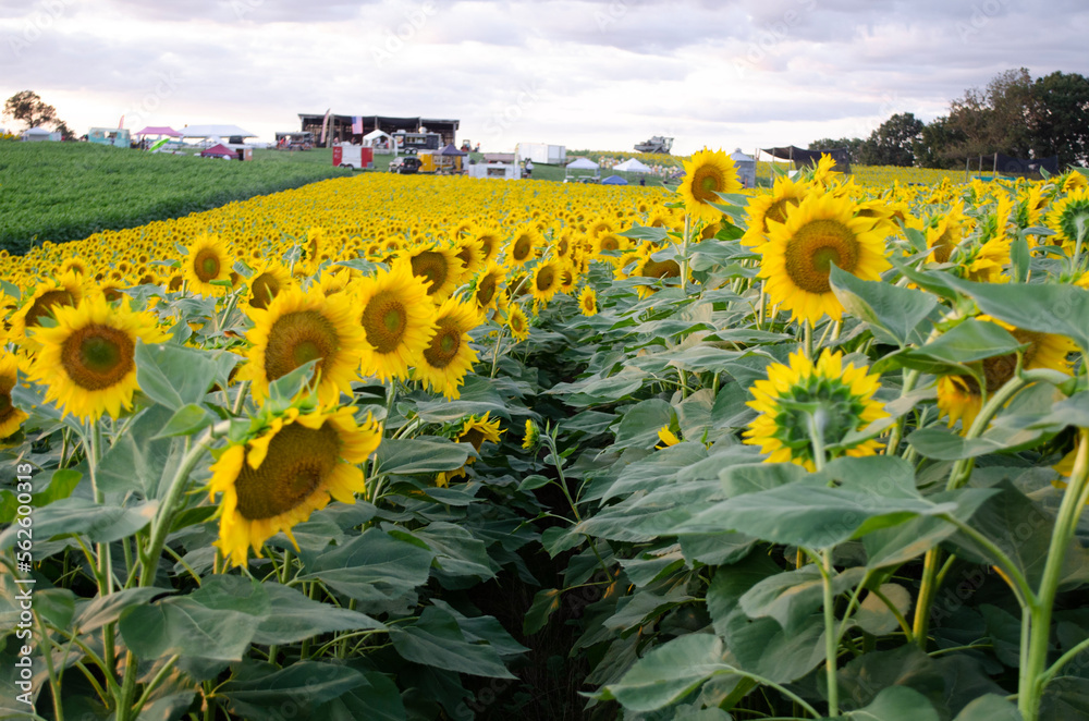 Obraz premium sunflower field in summer
