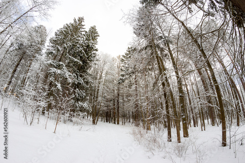 Wallpaper Mural Trees and ground covered with snow in a park on a winter day Torontodigital.ca