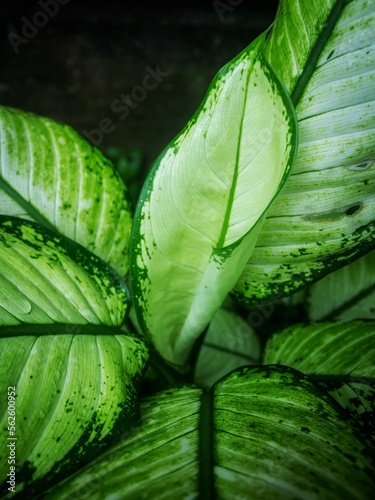 close up of leaves