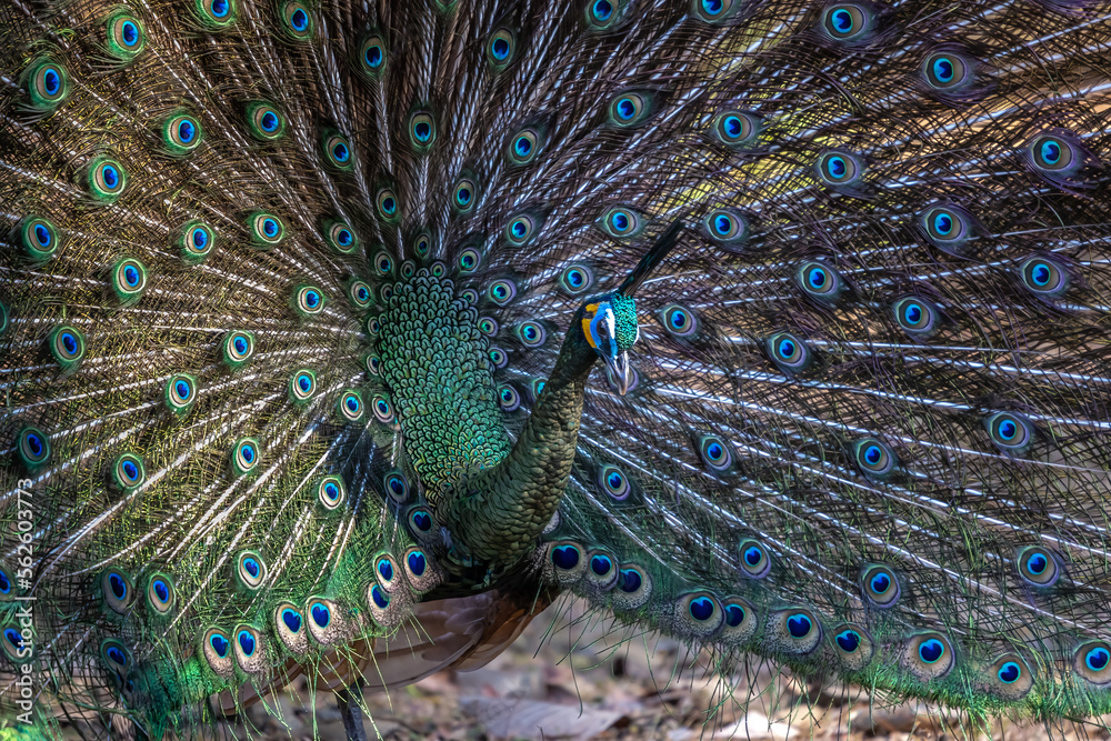 Obraz premium Male peafowl dancing with it's beautiful feathers spread out.