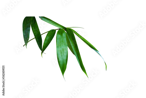 Wallpaper Mural bamboo leaves bamboo leaves green leaves isolated white background fresh green bamboo leaves just like zen A single object has a cut path