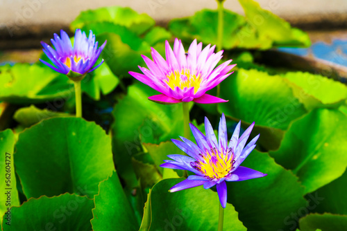 Purple lotus flower background in park tub for wallpaper decoration