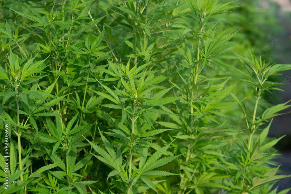 marijuana leaves cannabis plants a background marijuana leaves cannabis plants a background