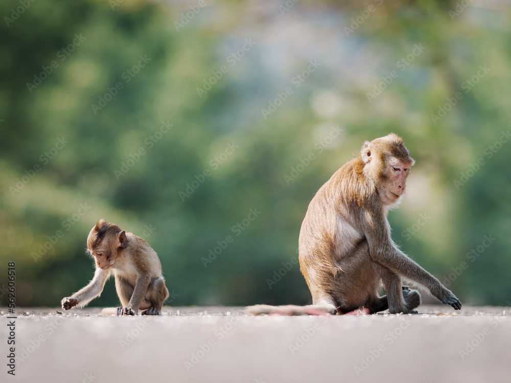 Naklejka premium Portrait Macaca, little monkey and mother on the road in natural forest park, It looks for scraps of food on the ground and hungry, outdoor, Khao Ngu Stone Park, Thailand. Free space for text input.