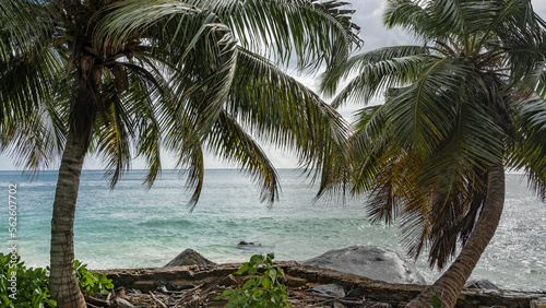 Beautiful palm trees on the ocean. Sprawling green leaves and curved trunks against a background of blue sky  clouds  turquoise water. Seychelles. Mahe