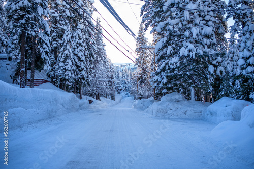 snow covered trees
