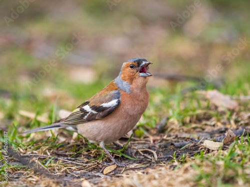 Common chaffinch, Fringilla coelebs, sits on a green lawn in spring. Common chaffinch in wildlife.