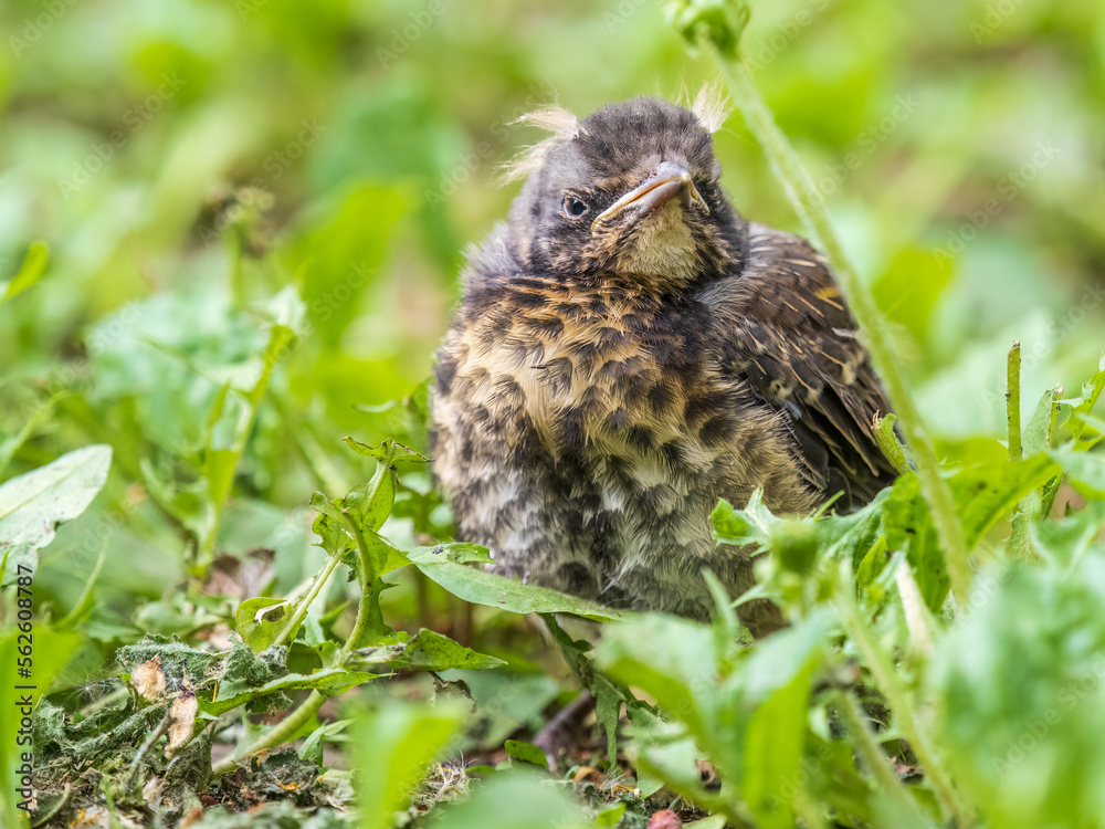 Fototapeta premium A fieldfare chick, Turdus pilaris, has left the nest and sitting on the spring lawn. A fieldfare chick sits on the ground and waits for food from its parents.